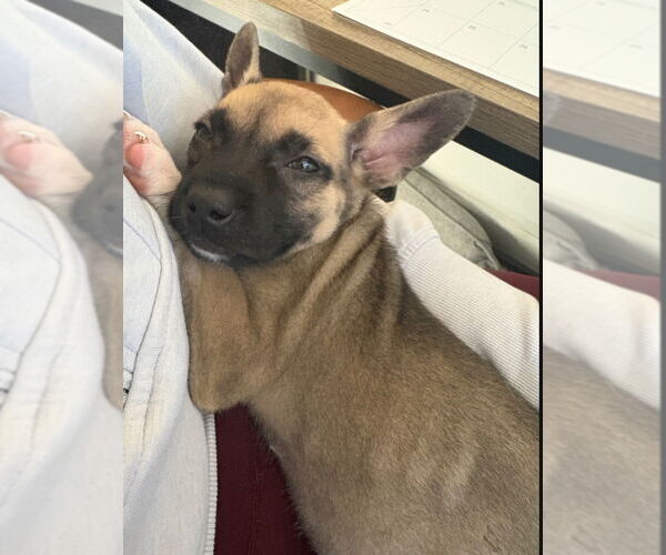 Medium Photo #3 American Staffordshire Terrier-Siberian Husky Mix Puppy For Sale in Raleigh, NC, USA