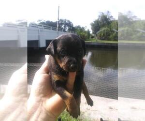 Mother of the Miniature Pinscher puppies born on 01/02/2023