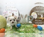 Puppy AKC Chubbs Chihuahua