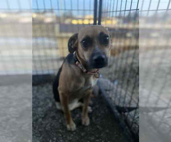 Medium Photo #2 Mutt Puppy For Sale in Evansville, IN, USA