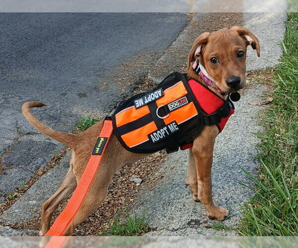 Medium Photo #1 Mutt Puppy For Sale in Martinez, CA, USA