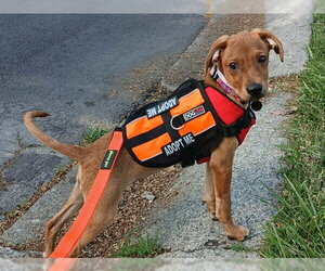 Mutt Dogs for adoption in Martinez, CA, USA