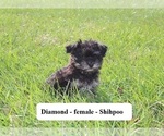 Small Photo #1 Shih-Poo Puppy For Sale in CLARKRANGE, TN, USA
