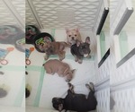 Small Photo #7 French Bulldog Puppy For Sale in BATTLE CREEK, MI, USA