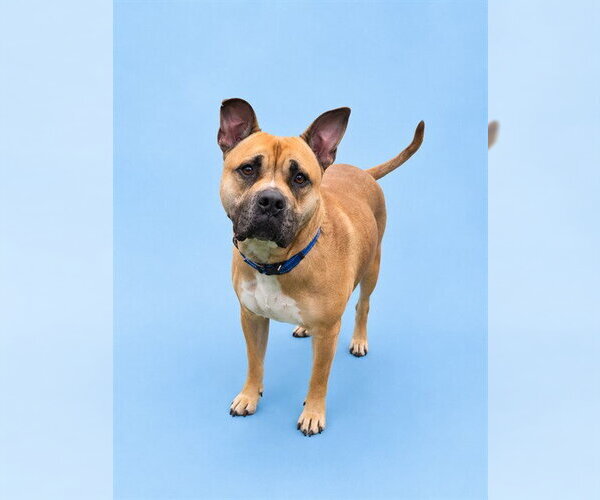 Medium Photo #1 Mutt Puppy For Sale in Westminster, MD, USA
