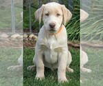 Small Photo #2 Labrador Retriever Puppy For Sale in REEDLEY, CA, USA