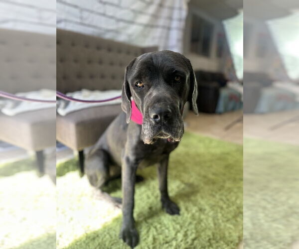 Medium Photo #8 Mutt Puppy For Sale in Goodyear, AZ, USA