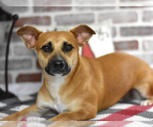 Medium Photo #4 Dachsador Puppy For Sale in Brewster, NY, USA