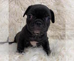 Small Photo #1 French Bulldog Puppy For Sale in CHARLESTON, SC, USA