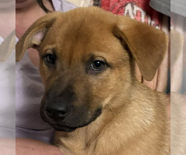 Medium Photo #9 German Shepherd Dog-Unknown Mix Puppy For Sale in Minneapolis, MN, USA