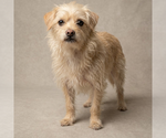 Small #1 Mutt
