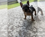 Small Photo #19 French Bulldog Puppy For Sale in CYPRESS, TX, USA