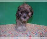 Small Photo #1 Shorkie Tzu Puppy For Sale in PATERSON, NJ, USA