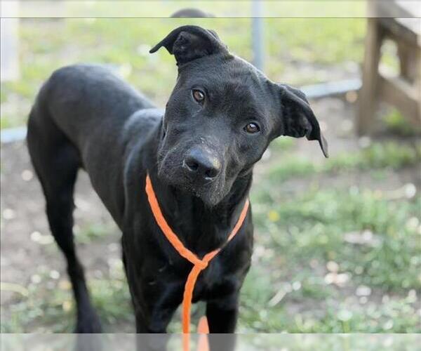 Medium Photo #2 Labrador Retriever-Unknown Mix Puppy For Sale in Tulsa, OK, USA