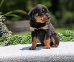 Small #3 Rottweiler