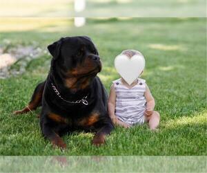 Father of the Rottweiler puppies born on 04/01/2024