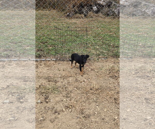 Medium Photo #1 Mutt Puppy For Sale in Maquoketa, IA, USA