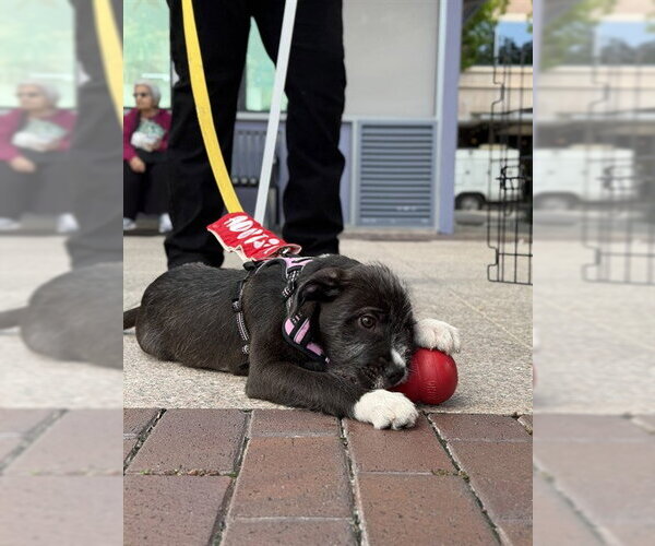 Medium Photo #1 German Wirehaired Pointer Puppy For Sale in Sugar Land, TX, USA
