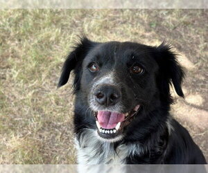 Border Collie-Unknown Mix Dogs for adoption in Tulsa, OK, USA