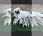 Small Photo #2 Pug Puppy For Sale in BELPRE, OH, USA