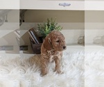 Small Photo #1 Labradoodle-Poodle (Miniature) Mix Puppy For Sale in GOSHEN, IN, USA