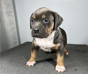 American Bully Puppy for sale in MABLETON, GA, USA