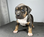 Small Photo #1 American Bully Puppy For Sale in MABLETON, GA, USA
