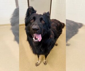 German Shepherd Dog-Unknown Mix Dogs for adoption in Derwood, MD, USA