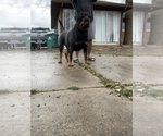 Small Photo #1 Rottweiler Puppy For Sale in EASTPOINTE, MI, USA