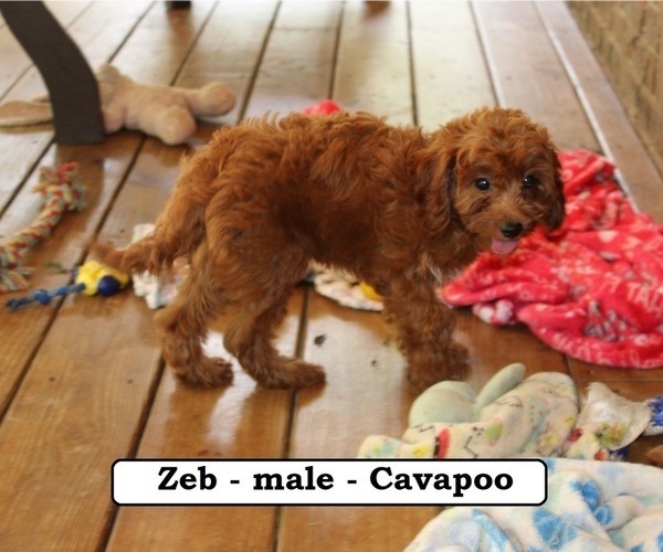 Medium Photo #2 Cavapoo Puppy For Sale in CLARKRANGE, TN, USA