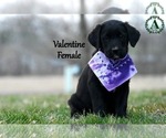 Puppy Valentine Bernese Mountain Dog-Labrador Retriever Mix