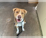 Small American Bulldog