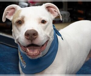 American Pit Bull Terrier-Unknown Mix Dogs for adoption in Wilmington, NC, USA