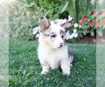 Small #3 Pembroke Welsh Corgi