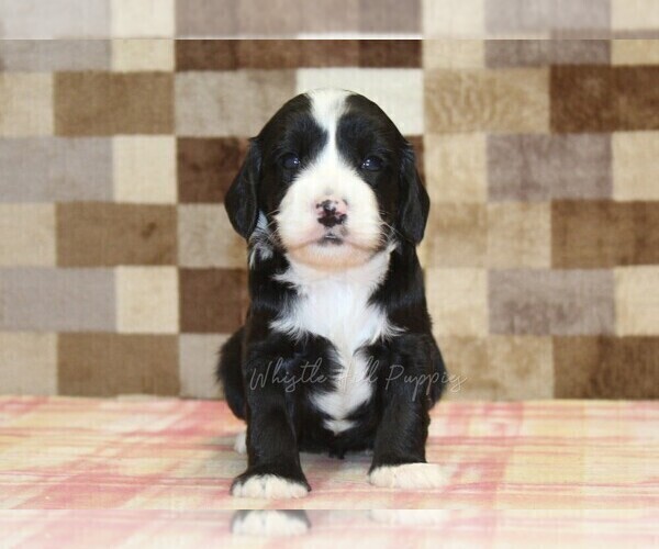 Medium Photo #6 Bernedoodle (Miniature)-Cavapoo (Miniature) Mix Puppy For Sale in DENVER, PA, USA