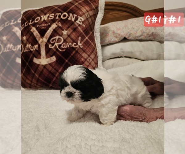 Medium Photo #3 Shih Tzu Puppy For Sale in REPUBLIC, MO, USA