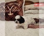 Small #2 Shih Tzu