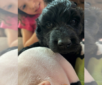 Small #13 Goldendoodle