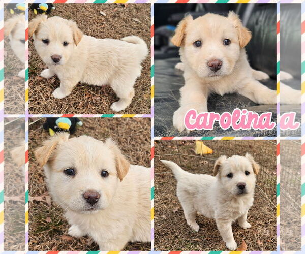 Medium Photo #1 Carolina Dog-Great Pyrenees Mix Puppy For Sale in Blacksburg, SC, USA