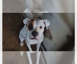 Boxer Dogs for adoption in Austin, TX, USA