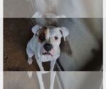 Small Boxer
