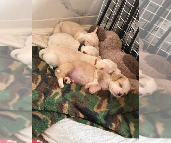 Medium Photo #4 Chihuahua-Colonial Cocker Spaniel Mix Puppy For Sale in Aurora, IN, USA