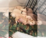 Small #3 Chihuahua-Colonial Cocker Spaniel Mix