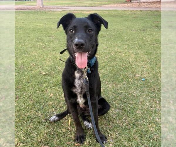 Medium Photo #1 Labrador Retriever-Unknown Mix Puppy For Sale in San Diego, CA, USA