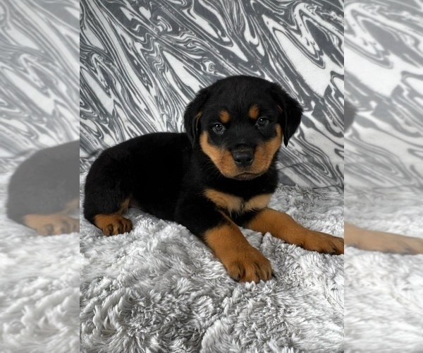 Medium Photo #5 Rottweiler Puppy For Sale in GREENWOOD, IN, USA