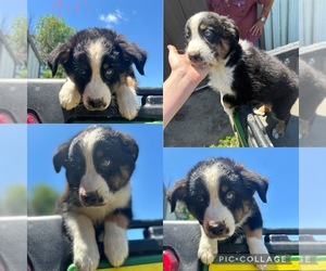 Australian Shepherd Puppy for sale in BOUTON, IA, USA