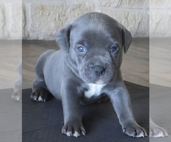 Medium Photo #15 American Bully Puppy For Sale in COPPERAS COVE, TX, USA