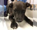 Small American Pit Bull Terrier-Labrador Retriever Mix