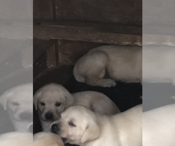 Medium Photo #3 Labrador Retriever Puppy For Sale in TEMPLE, GA, USA