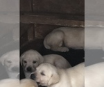 Small Photo #3 Labrador Retriever Puppy For Sale in TEMPLE, GA, USA